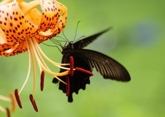 虫達を追って　クロアゲハ　Ⅱ