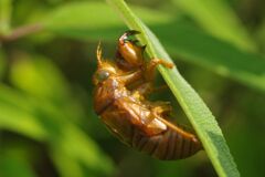 蝉鳴く　抜け殻