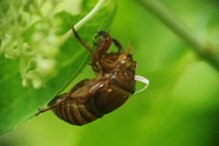 花と虫達　セミ