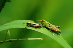 花と虫達　トノサマバッタ