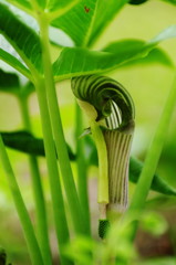 春爛漫　うらしまそう