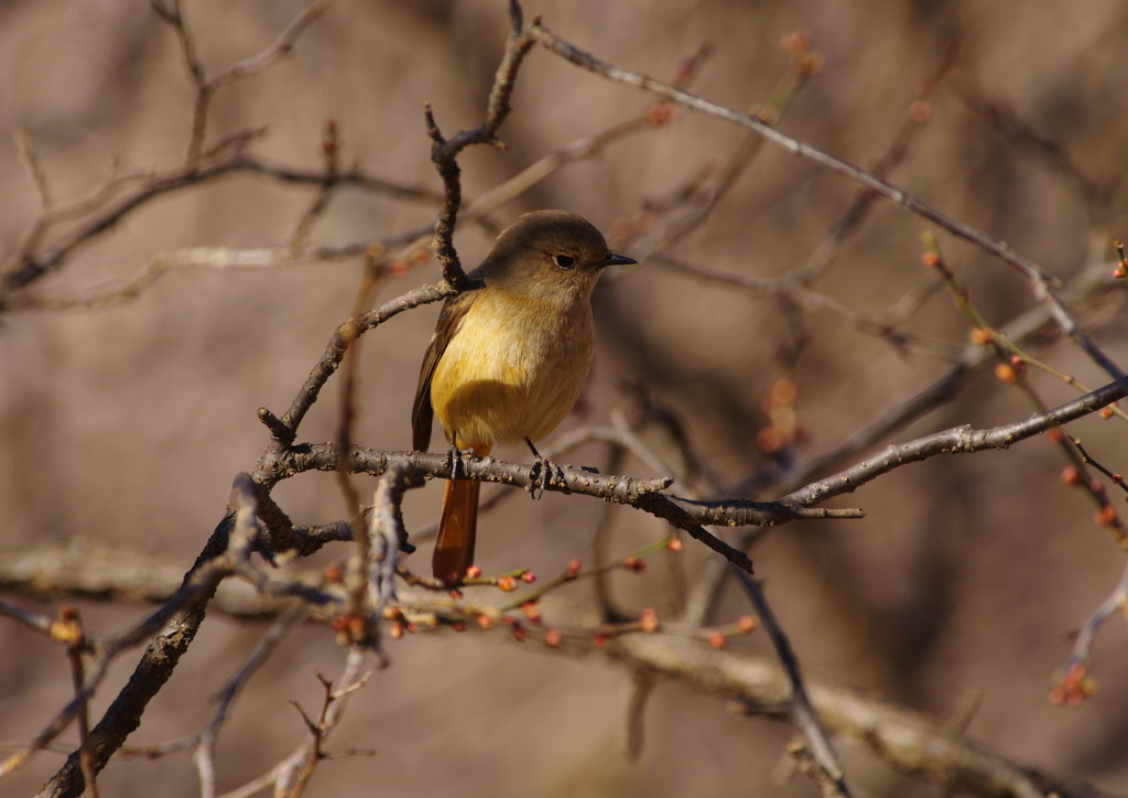 野鳥を追って　ジョウビタキ