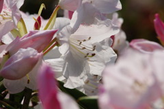 春を探して　シャクナゲ　Ⅱ