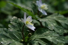 春風　ニリンソウ　？