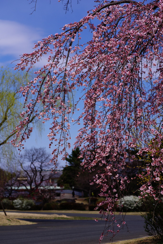 春を探して　枝垂桜
