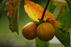 OLD LENS  秋の味覚 Ⅱ