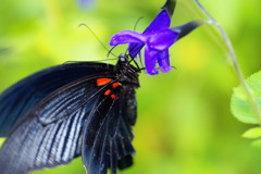 花と虫達　クロアゲハ