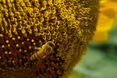 晩夏　向日葵　Ⅱ