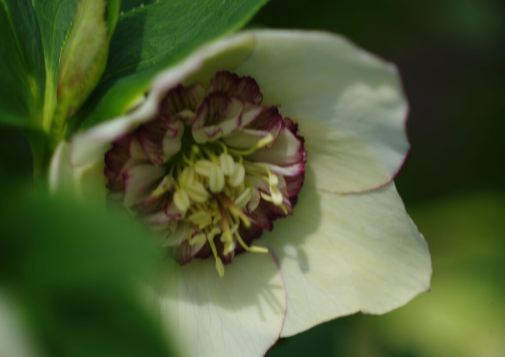 仲春　クリスマスローズ