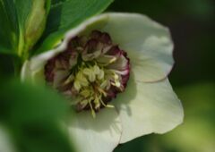 仲春　クリスマスローズ