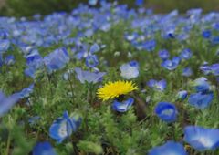 春風　タンポポ