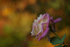 OLD LENS  バラ　　Ⅱ