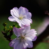 秋の花　ジュウガツサクラ