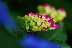 アジサイ祭り　Ⅸ