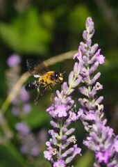 蝉時雨　クマバチ　Ⅱ