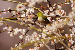 野鳥を探して　メジロ