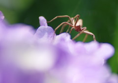 小さな虫達　クモ