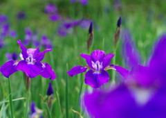 春の息吹　アヤメ　？