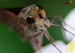 虫達を追って　セセリチョウ