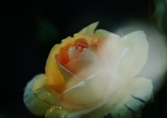 薔薇
