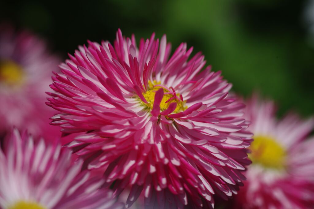 晩春　デージー