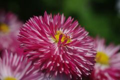 晩春　デージー