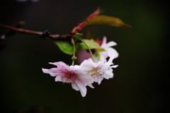 中秋　十月桜　Ⅱ