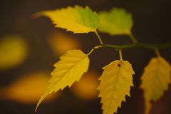 短日　山吹　Ⅱ