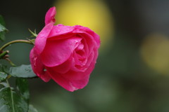 冬を探して　バラ