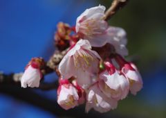 向春　寒桜　Ⅱ