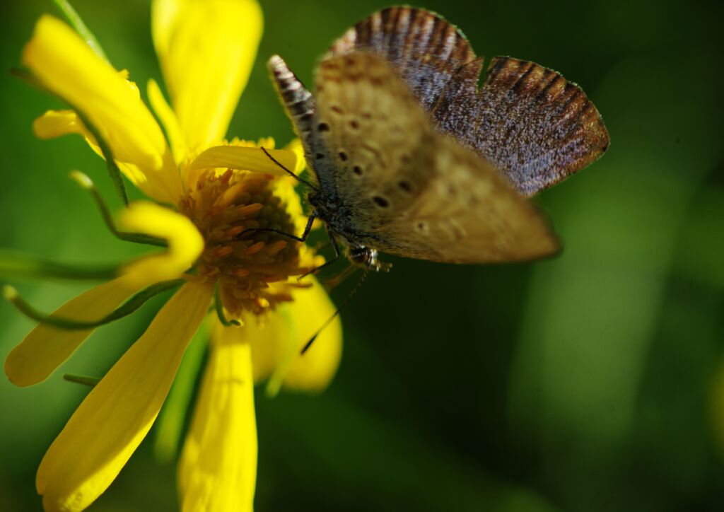 行秋　シジミチョウ　Ⅱ