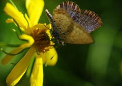 行秋　シジミチョウ　Ⅱ