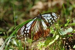 虫達を追って　アサギマダラ　Ⅱ