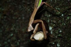 秋思　カマキリ