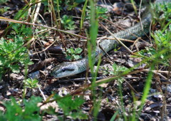 晩夏　アオダイショウ