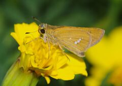 季夏　セセリチョウ