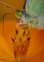 行秋　キチョウ