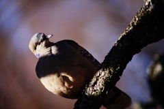 梅の枝に鳩　Ⅱ