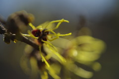 仲春　マンサク　Ⅱ