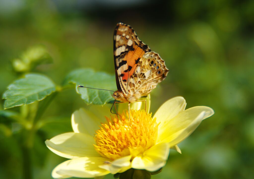 ツマグロヒョウモン　Ⅱ