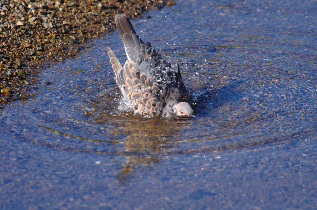 野鳥を探して　ノバト
