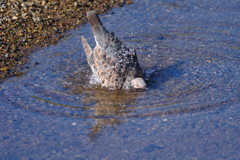 野鳥を探して　ノバト