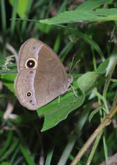 仲夏　ジャノメチョウ？