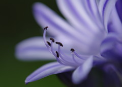 路傍　アガパンサス　Ⅱ