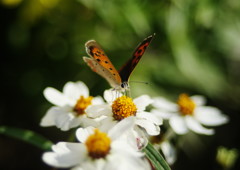 行秋　ヒョウモンチョウ