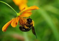 蝉鳴く　クマバチ