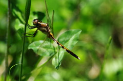 虫達を追って　シオカラトンボ