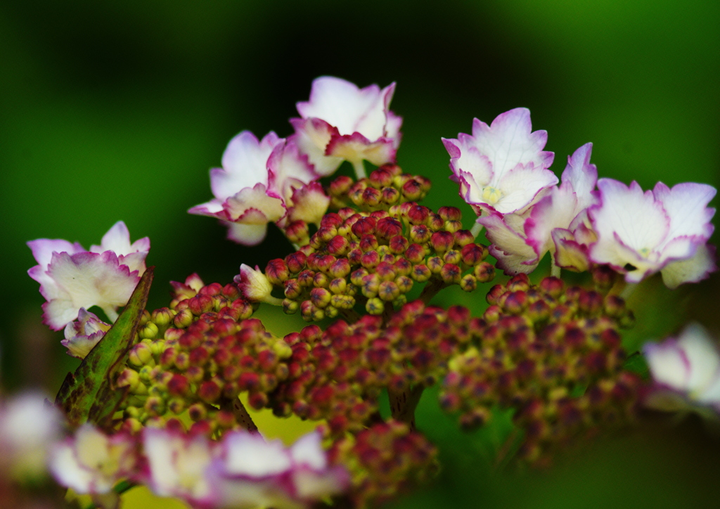紫陽花