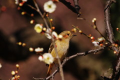 野鳥を探して　ジョウビタキ♀