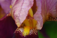 中春　ジャーマンアイリス Ⅱ